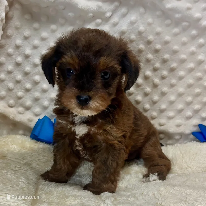Bert – Yorkipoo puppy for sale in Childress, TX