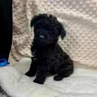 Sammy, a male Maltipoo and Yorkipoo for sale in Childress, TX – Photo 3 of 5
