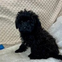 Sammy, a male Maltipoo and Yorkipoo for sale in Childress, TX – Photo 3 of 4