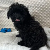 Sammy, a male Maltipoo and Yorkipoo for sale in Childress, TX – Photo 2 of 4