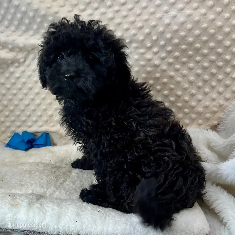 Sammy – Maltipoo, Yorkipoo puppy for sale in Childress, TX