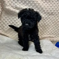 Sammy, a male Maltipoo and Yorkipoo for sale in Childress, TX – Photo 2 of 5