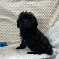 Sammy, a male Maltipoo and Yorkipoo for sale in Childress, TX – Photo 4 of 4