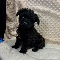 Sammy, a male Maltipoo and Yorkipoo for sale in Childress, TX – Photo 4 of 5