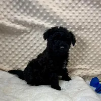 Sammy, a male Maltipoo and Yorkipoo for sale in Childress, TX – Photo 5 of 5