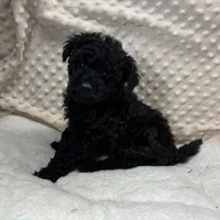 Sammy, a male Maltipoo and Yorkipoo for sale in Childress, TX – Photo 1 of 5
