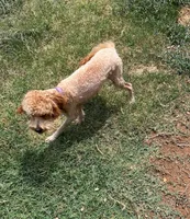 Roselin, a female Cavapoo for sale in Childress, TX – Photo 2 of 9