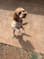 Roselin, a female Cavapoo for sale in Childress, TX – Photo 4 of 9