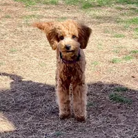 Roselin, a female Cavapoo for sale in Childress, TX – Photo 5 of 9