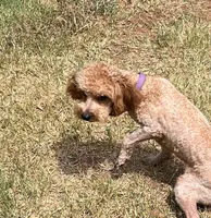 Roselin, a female Cavapoo for sale in Childress, TX – Photo 1 of 9