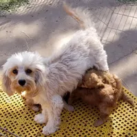 Roselin, a female Cavapoo for sale in Childress, TX – Photo 8 of 9