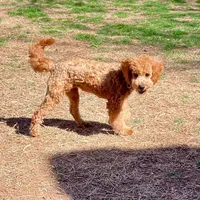 Roselin, a female Cavapoo for sale in Childress, TX – Photo 6 of 9