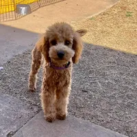 Roselin, a female Cavapoo for sale in Childress, TX – Photo 7 of 9