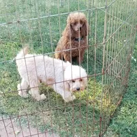 Roselin, a female Cavapoo for sale in Childress, TX – Photo 9 of 9