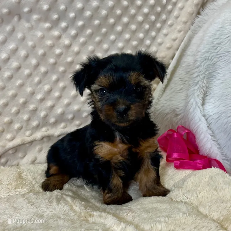 Jonie – Yorkshire Terrier puppy for sale in Childress, TX