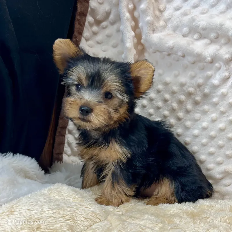 Jenny – Yorkshire Terrier puppy for sale in Childress, TX