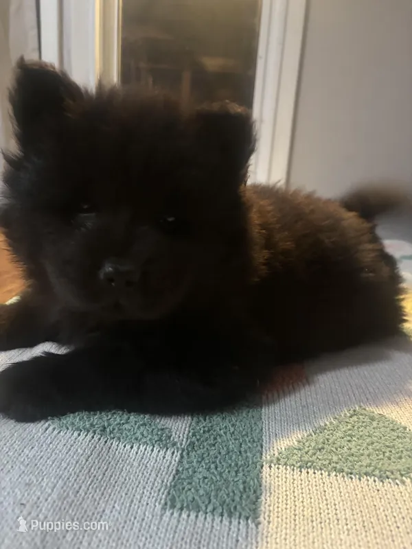leo – Chow Chow puppy for sale in Concord, CA