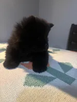 leo, a male Chow Chow for sale in Concord, CA – Photo 3 of 3