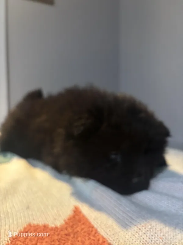 lexa – Chow Chow puppy for sale in Concord, CA