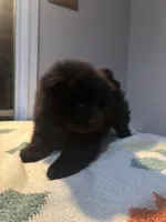 lexa, a female Chow Chow for sale in Concord, CA – Photo 2 of 2