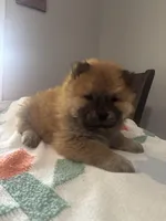 max, a male Chow Chow for sale in Concord, CA – Photo 1 of 3