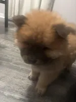 max, a male Chow Chow for sale in Concord, CA – Photo 2 of 3