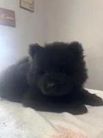 Rocy, a male Chow Chow for sale in Concord, CA – Photo 1 of 3