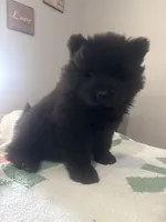 Rocy, a male Chow Chow for sale in Concord, CA – Photo 2 of 3