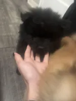 Rocy, a male Chow Chow for sale in Concord, CA – Photo 3 of 3