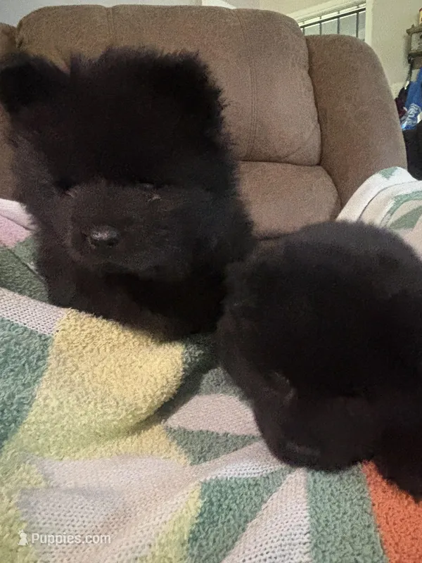 Ace – Chow Chow puppy for sale in Concord, CA