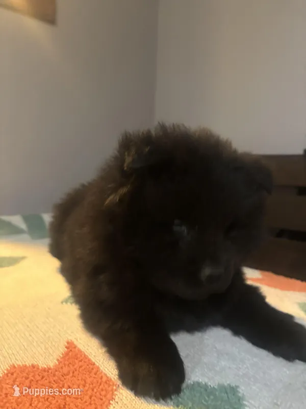 Ace – Chow Chow puppy for sale in Concord, CA