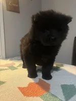 nick, a male Chow Chow for sale in Concord, CA – Photo 3 of 3