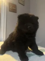 nick, a male Chow Chow for sale in Concord, CA – Photo 1 of 3