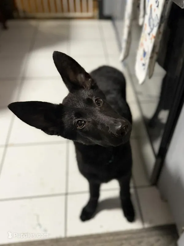 Betty – German Shepherd Dog puppy for sale in Westover, PA