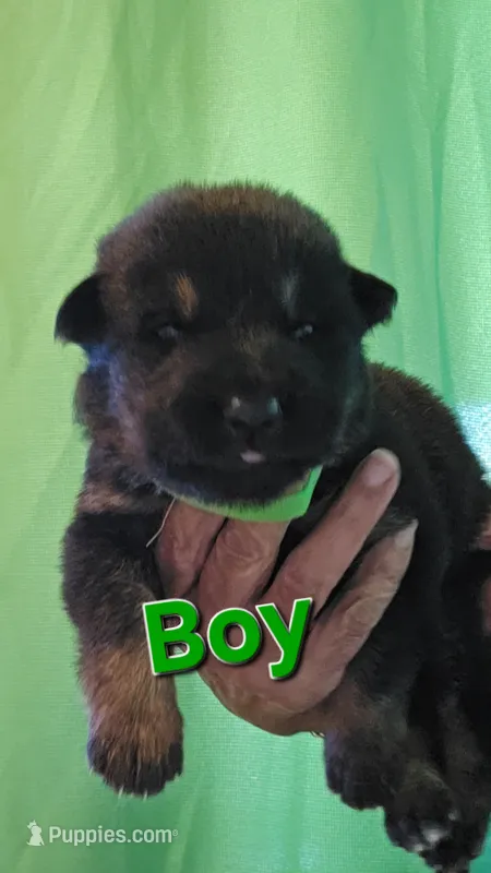 Big boy green 💚  – German Shepherd Dog puppy for sale in Westover, PA