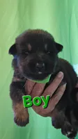 Big boy green 💚 , a male German Shepherd Dog for sale in Westover, PA – 1 of 1