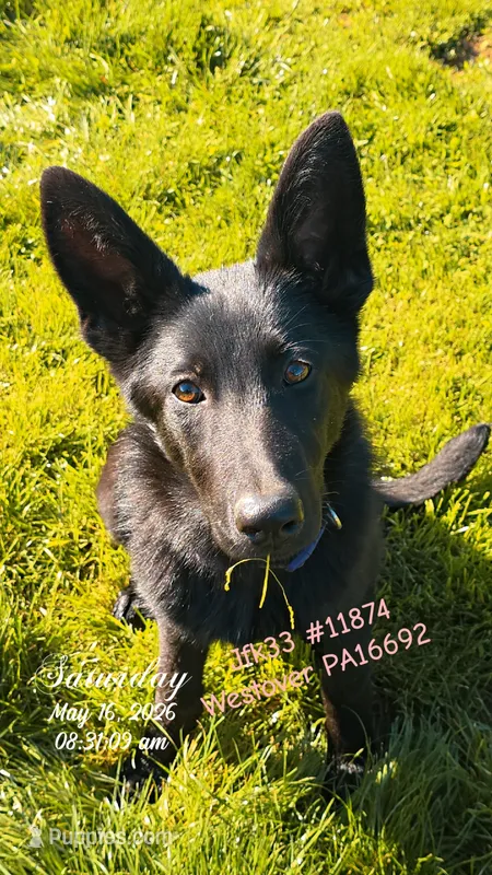 Betty – German Shepherd Dog puppy for sale in Westover, PA