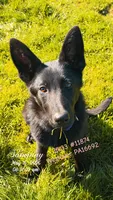 Betty, a female German Shepherd Dog for sale in Westover, PA – 1 of 4