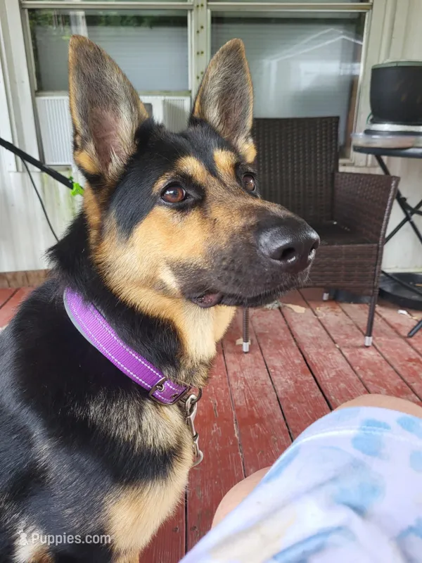 Beauty 💜  – German Shepherd Dog puppy for sale in Westover, PA