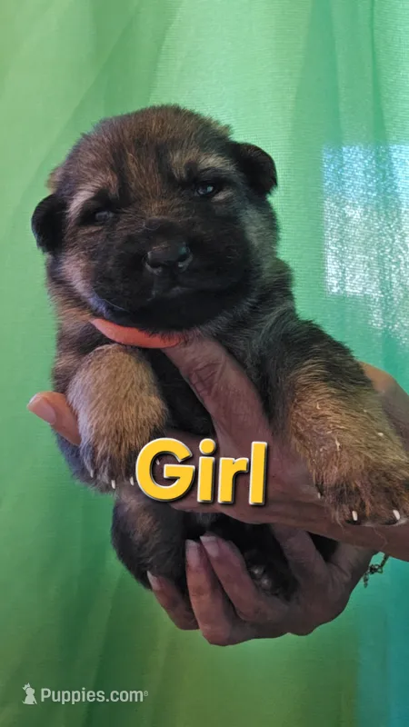 Lil Orange girl – German Shepherd Dog puppy for sale in Westover, PA