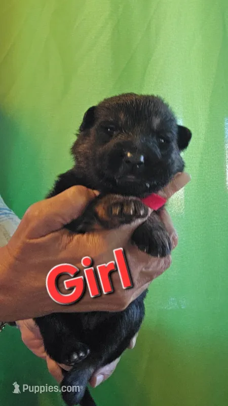 Lil Girl Red – German Shepherd Dog puppy for sale in Westover, PA