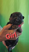 Lil Girl Red, a female German Shepherd Dog for sale in Westover, PA – 1 of 1