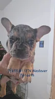 Merle tri fluffy boy, a male French Bulldog for sale in Westover, PA – Photo 1 of 2