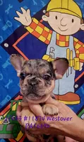 Merle tri fluffy boy, a male French Bulldog for sale in Westover, PA – Photo 2 of 2