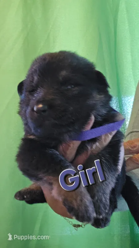 Lil girl purple 💜  – German Shepherd Dog puppy for sale in Westover, PA