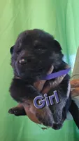 Lil girl purple 💜 , a female German Shepherd Dog for sale in Westover, PA – 1 of 1