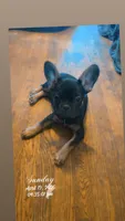 Glam girl, a female French Bulldog for sale in Westover, PA – 5 of 5