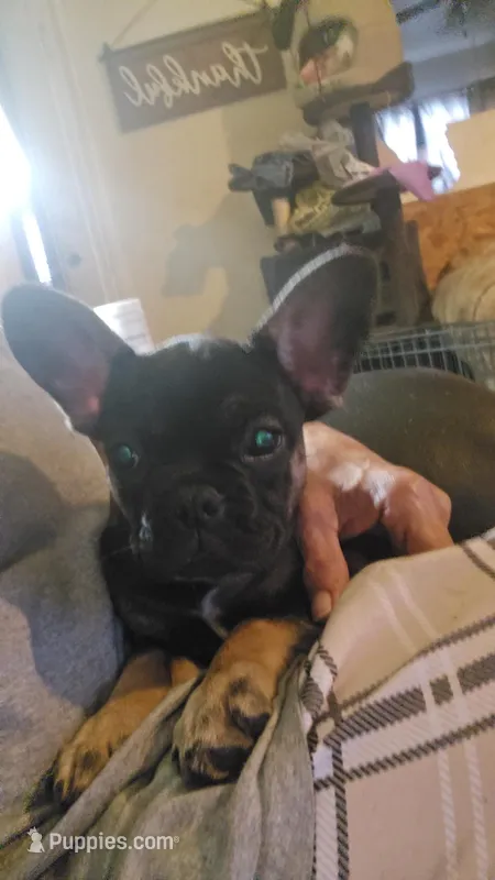 Glam girl – French Bulldog puppy for sale in Westover, PA