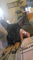 Glam girl, a female French Bulldog for sale in Westover, PA – 1 of 5