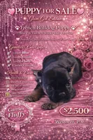 Glam girl, a female French Bulldog for sale in Westover, PA – Photo 1 of 3